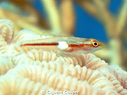 Michel's host (or ghost) goby. (Pleurosicya micheli)
Tak... by Cigdem Cooper 